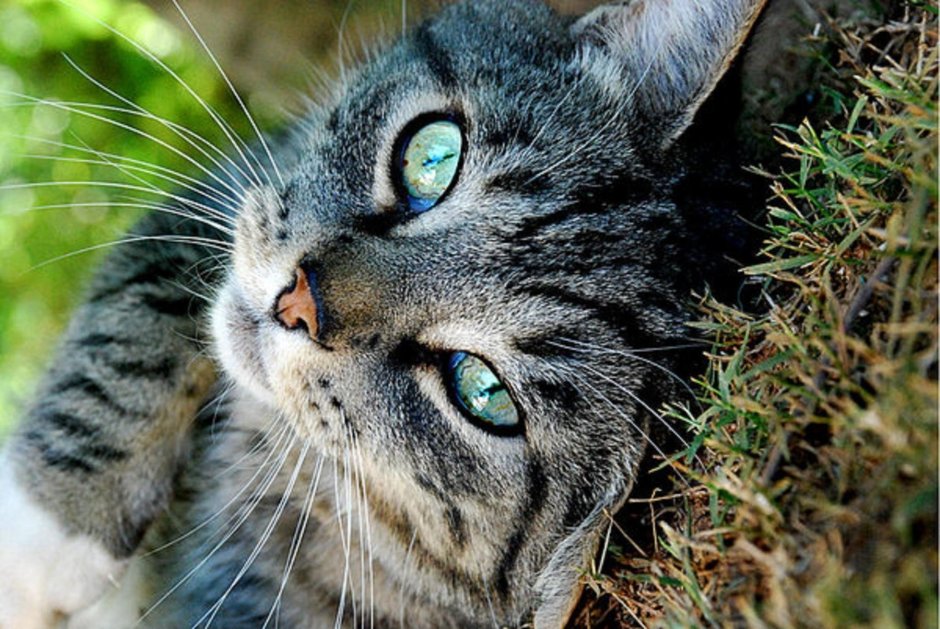 Кошка с синими глазами
