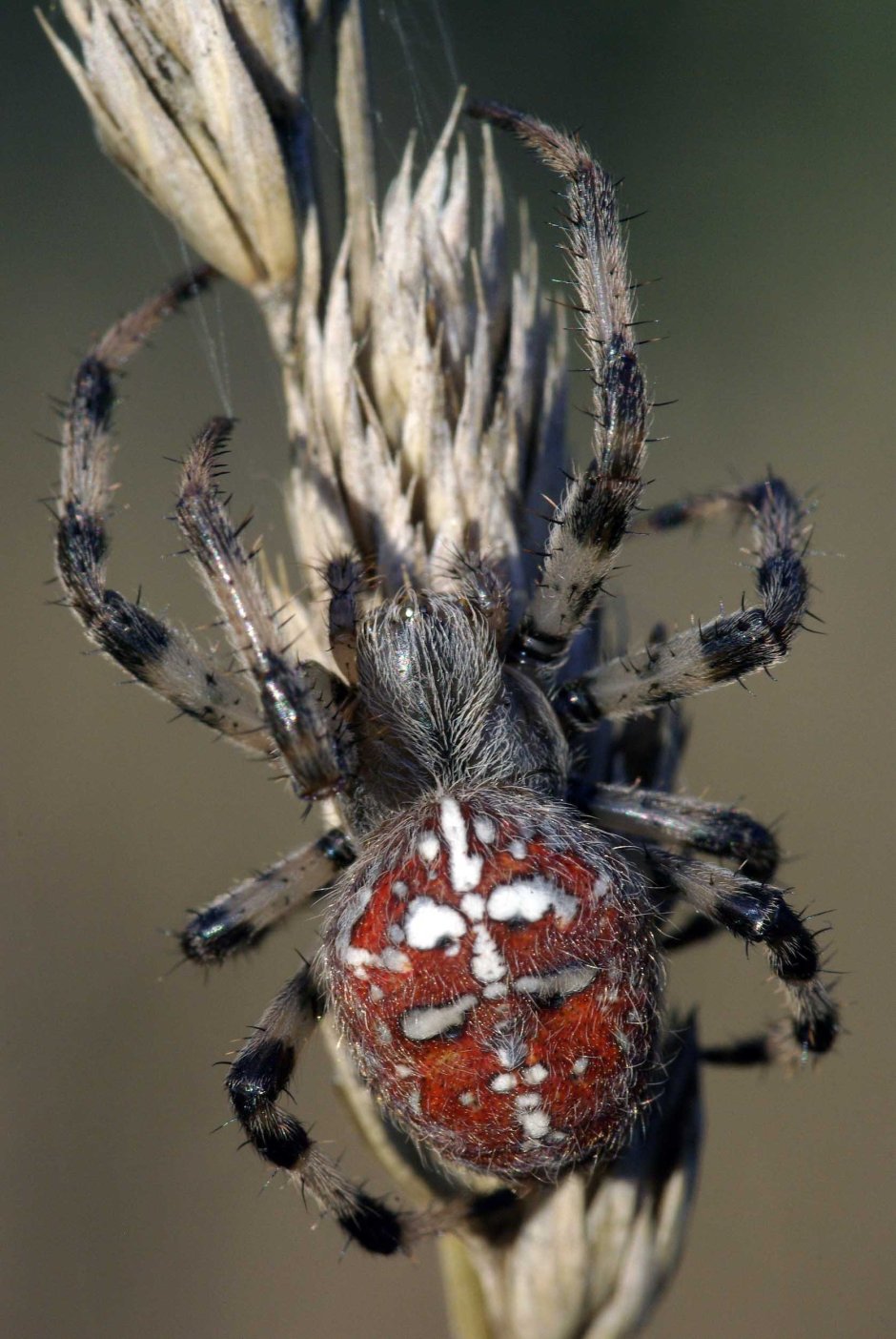 Araneus diadematus - крестовик