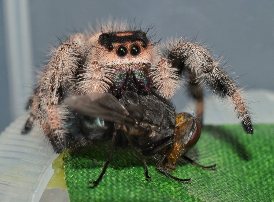 Phidippus Regius female juvenile