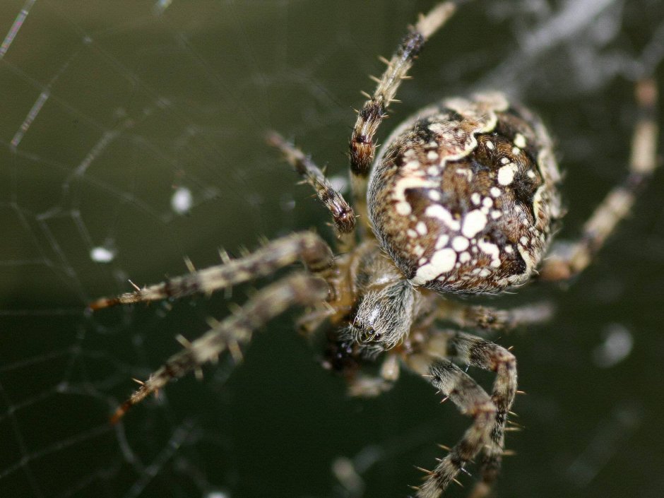 Araneus diadematus - крестовик