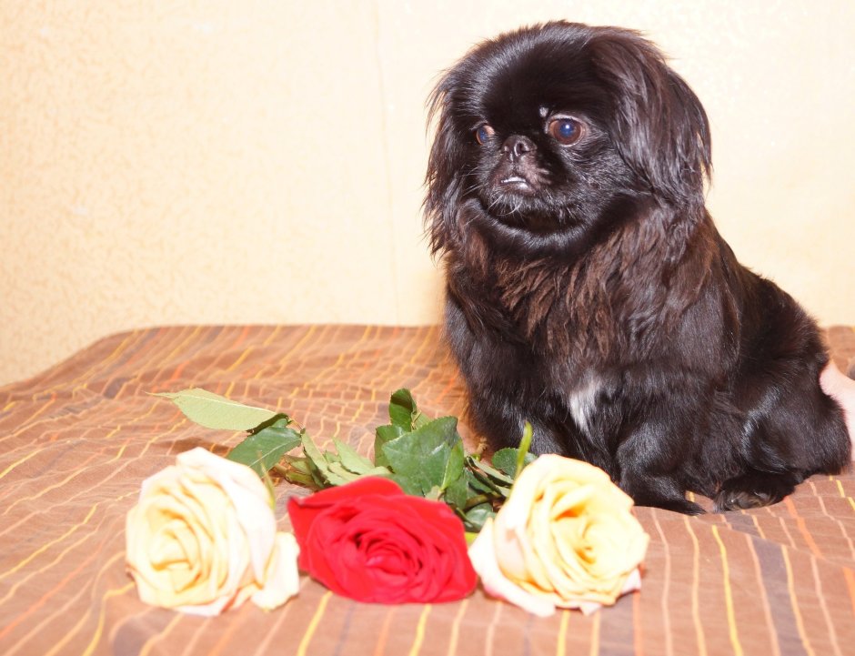 Пекинес Хин