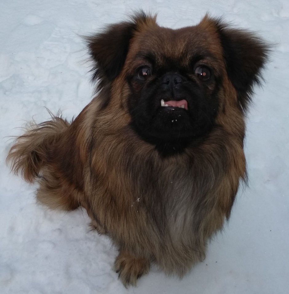 Пекинес муругий