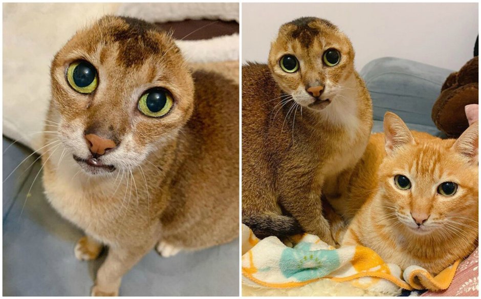 Кошки которые обрели семью