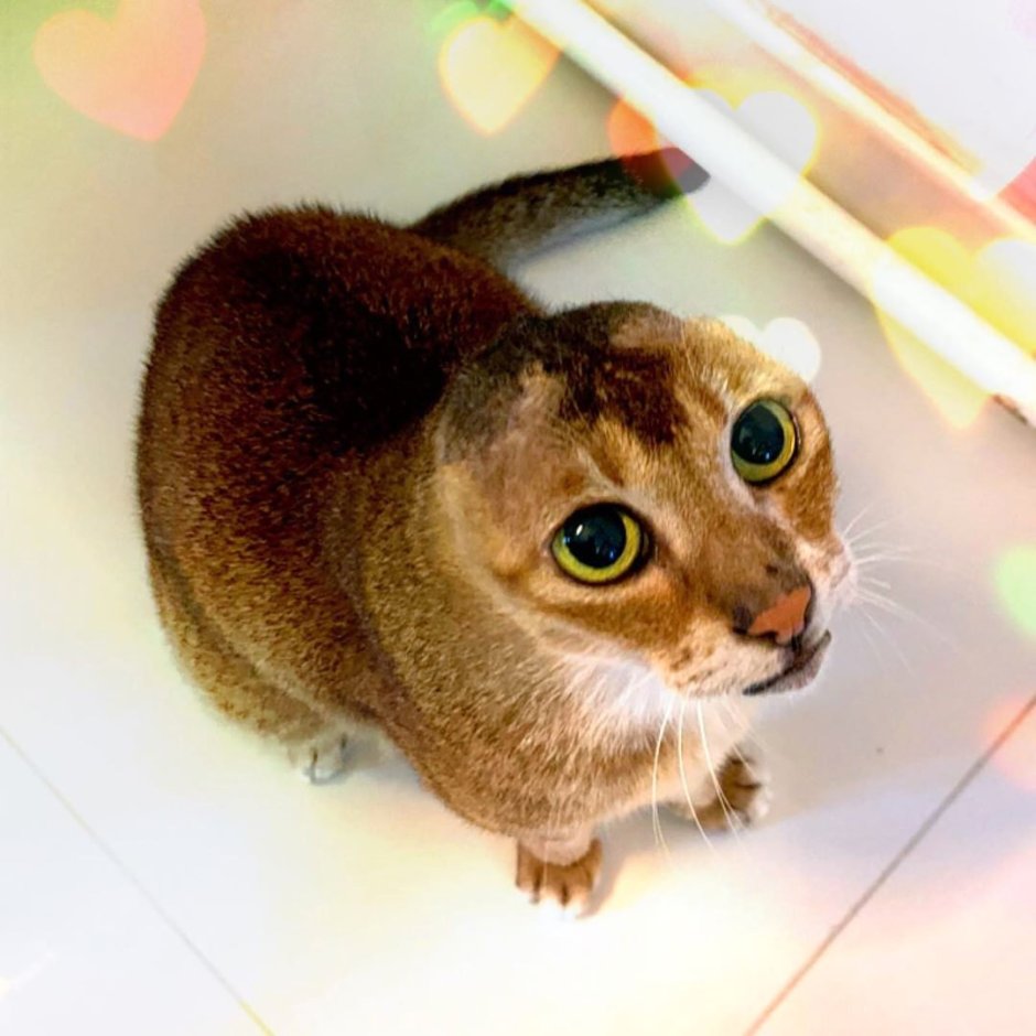 Кот картошка без ушей Инстаграм