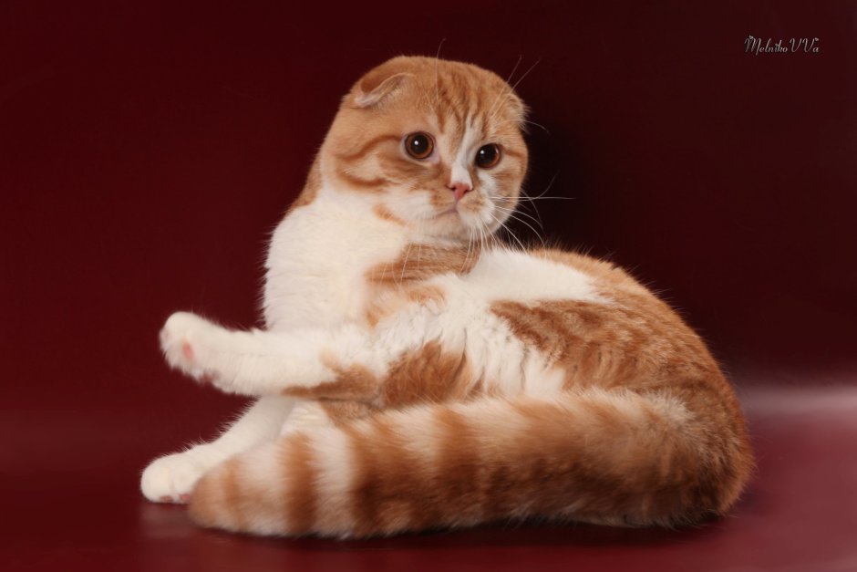 Шотландская вислоухая кошка рыжая