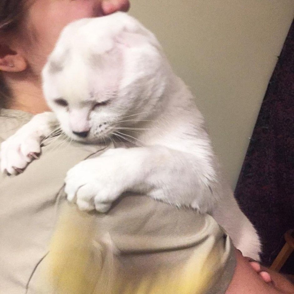 Кот любит хозяйку