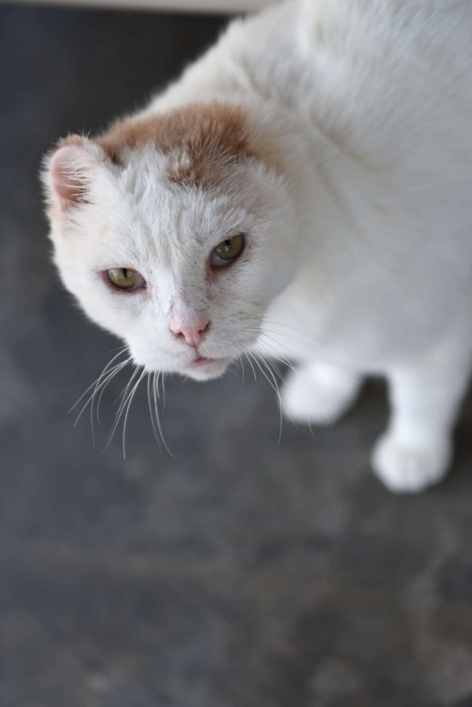 Безухий кот