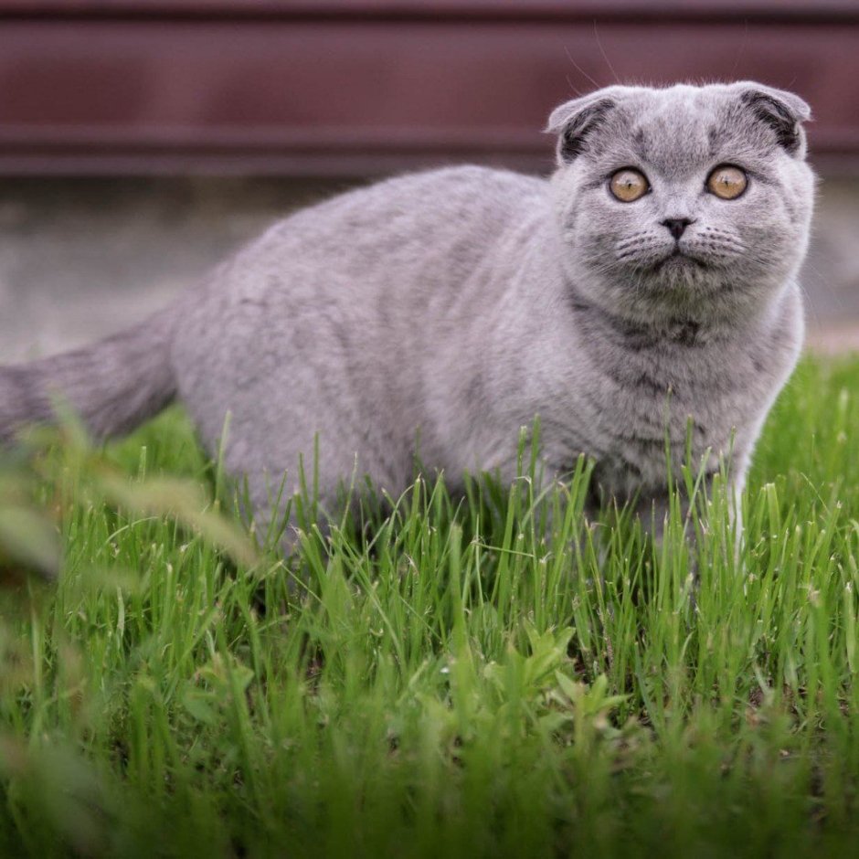 Ирландский вислоухий кот