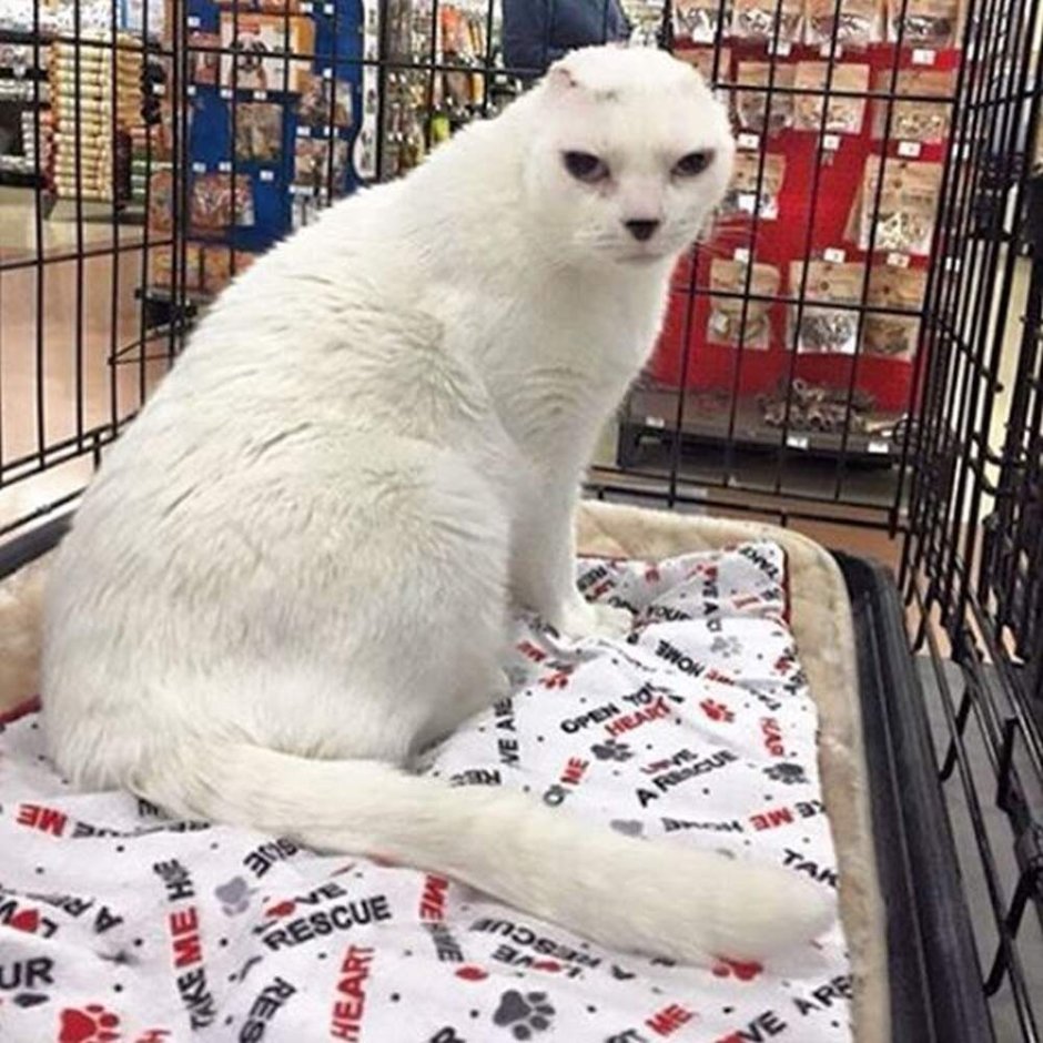 Белый безухий кот
