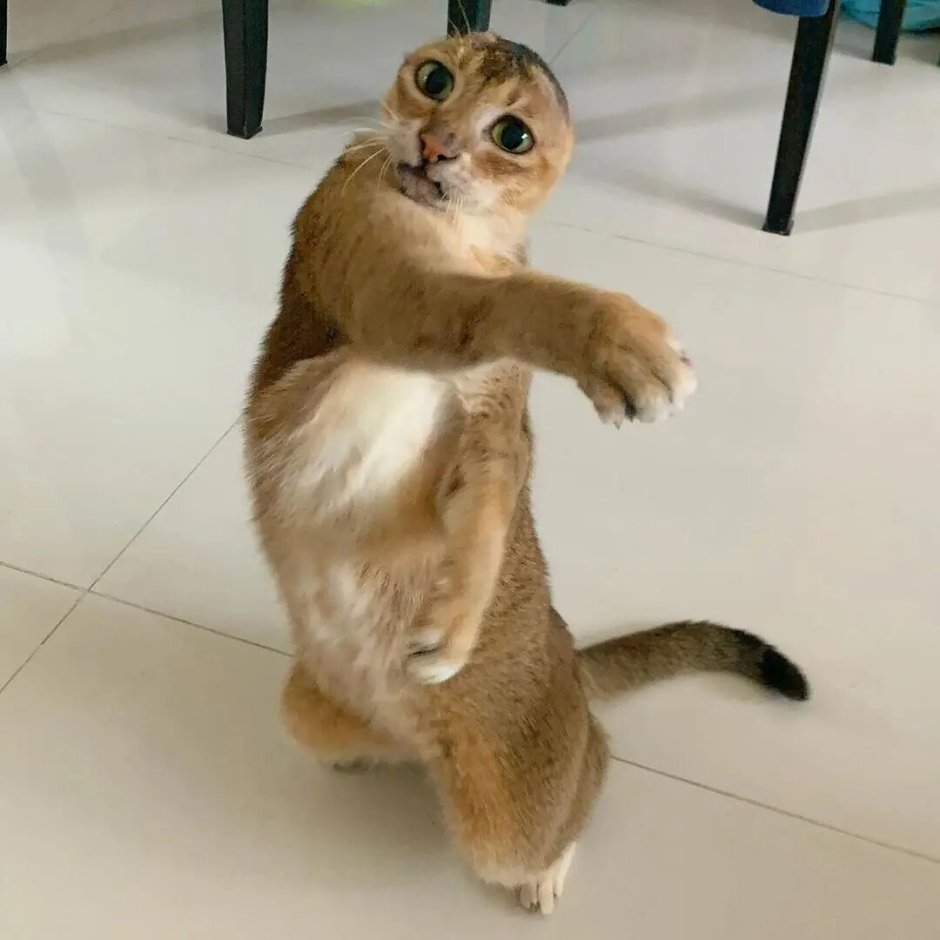 Безухий кот
