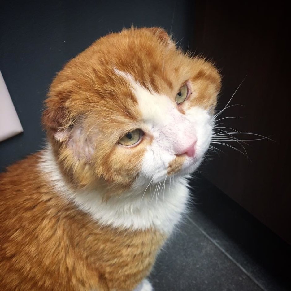 Коты без ушей