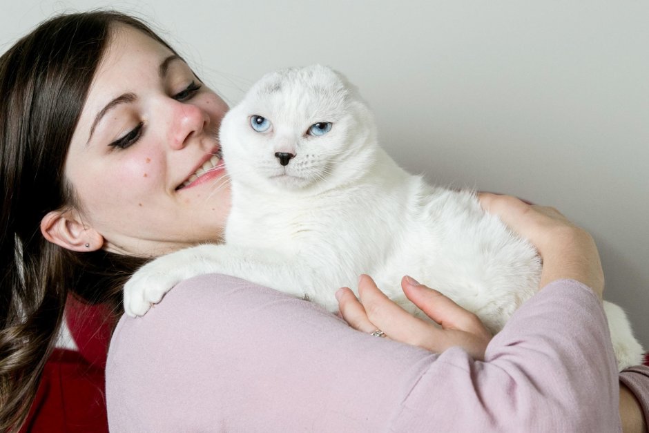Котик без ушей