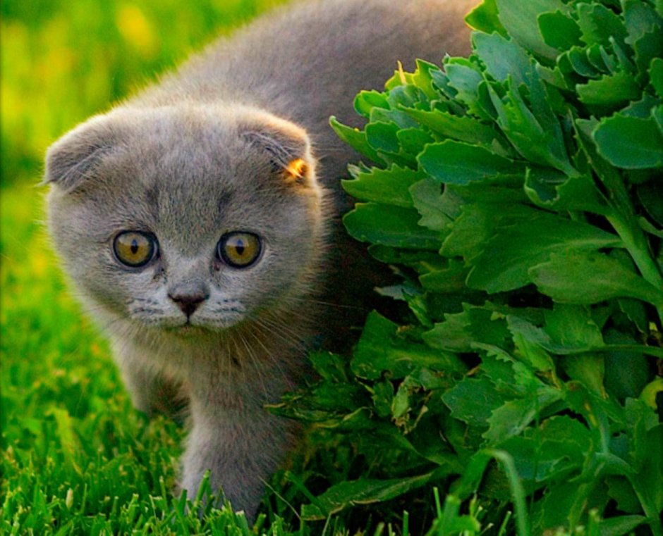 Шотландские вислоухие котята
