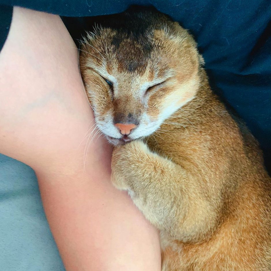 Волосатая кошка картошка
