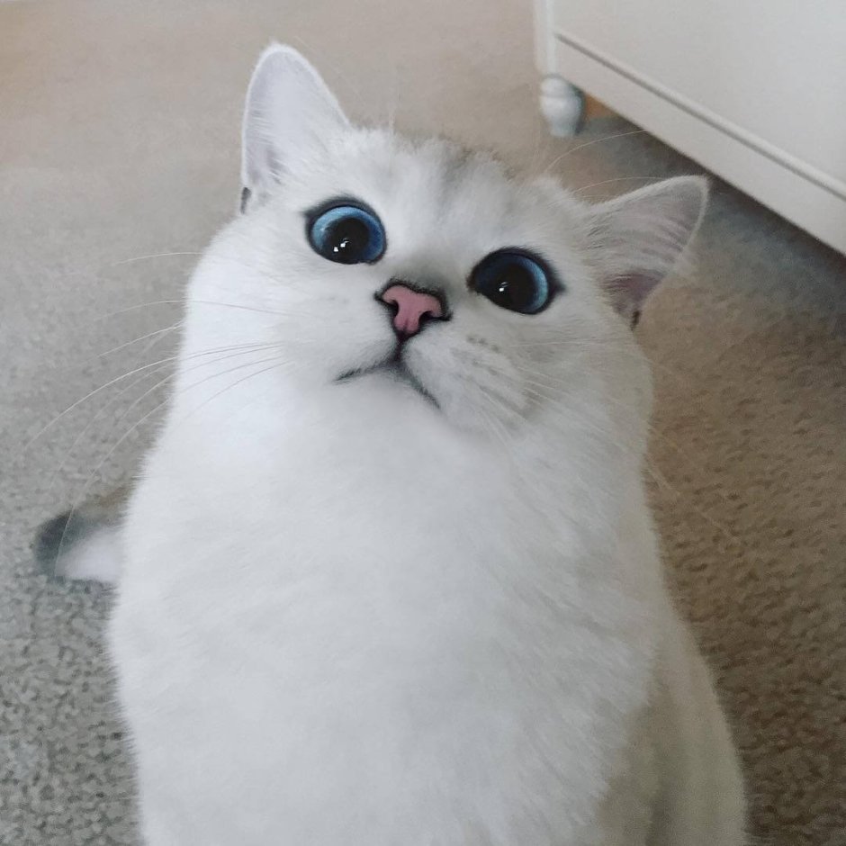 Голубоглазый кот Коби