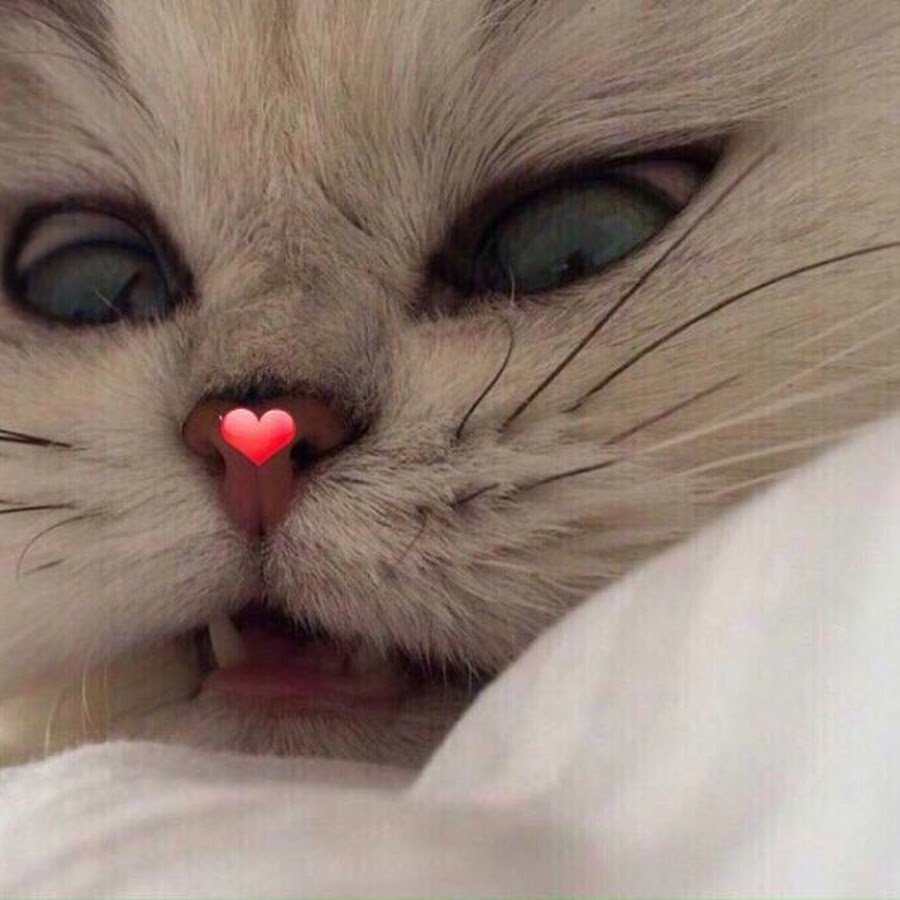 Злой котенок милый