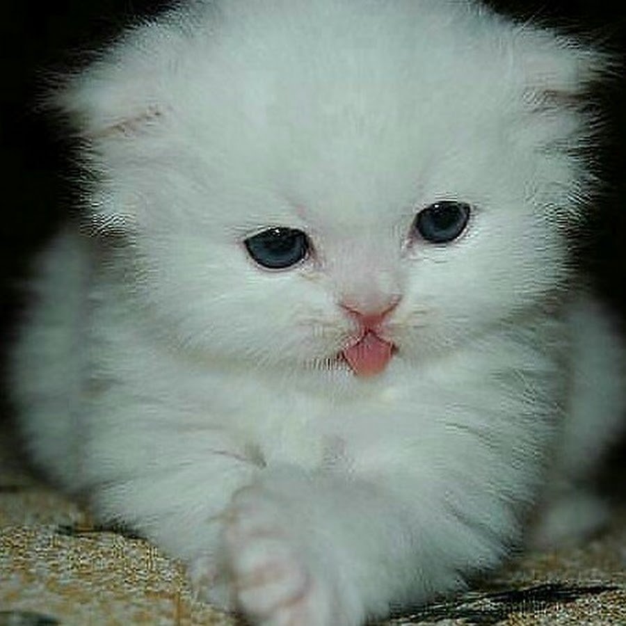 Милые белые котята