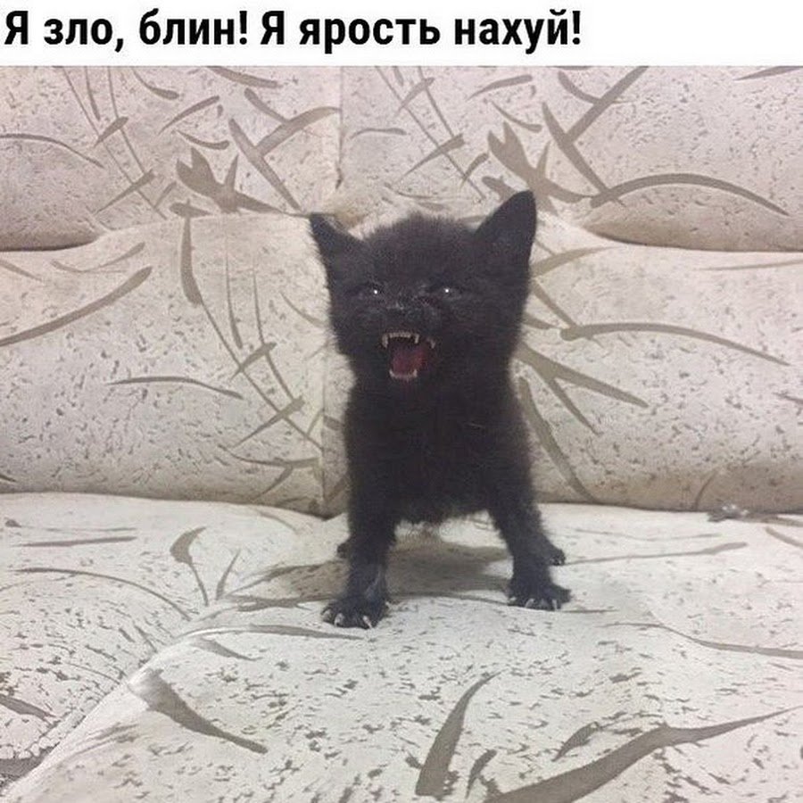 Пушистый бочок / про котенка