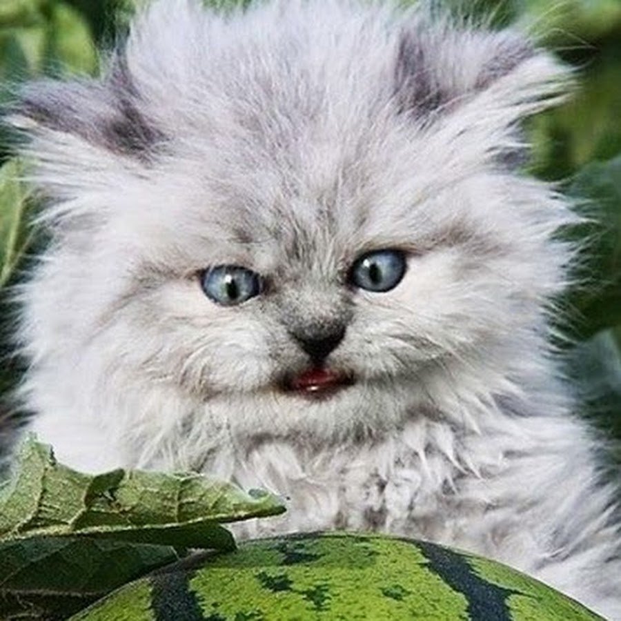 Злой том котенок