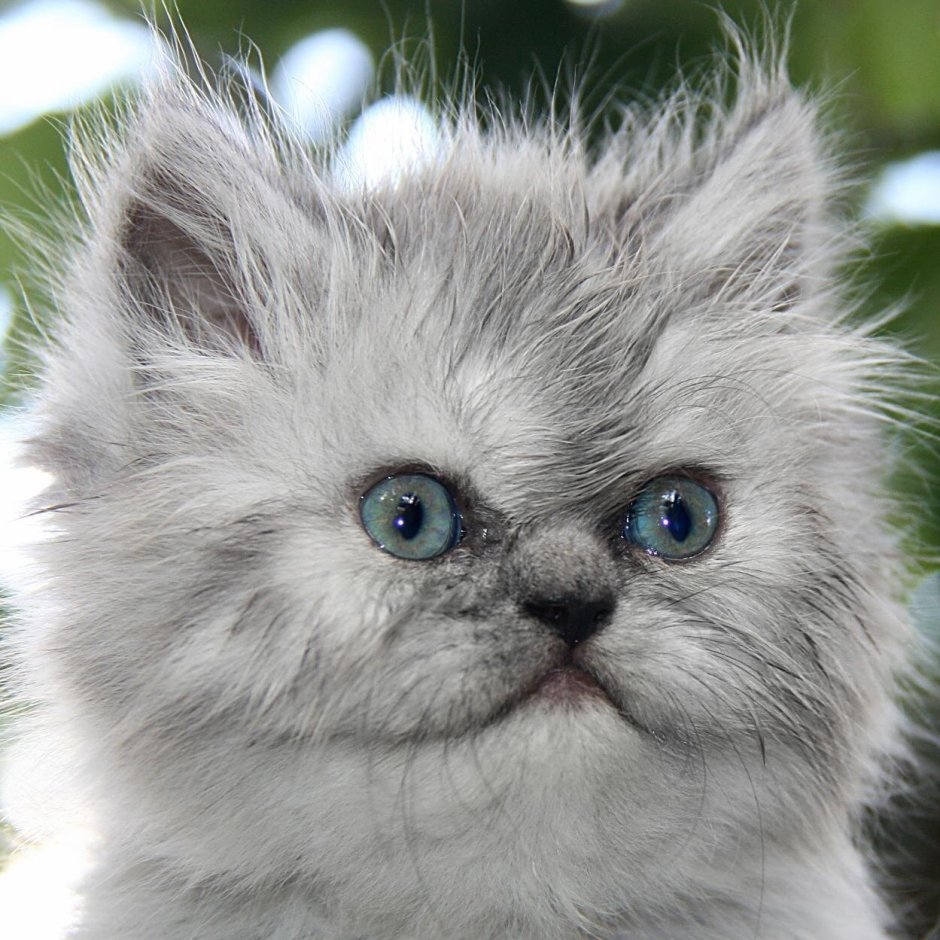 Сердитый котенок