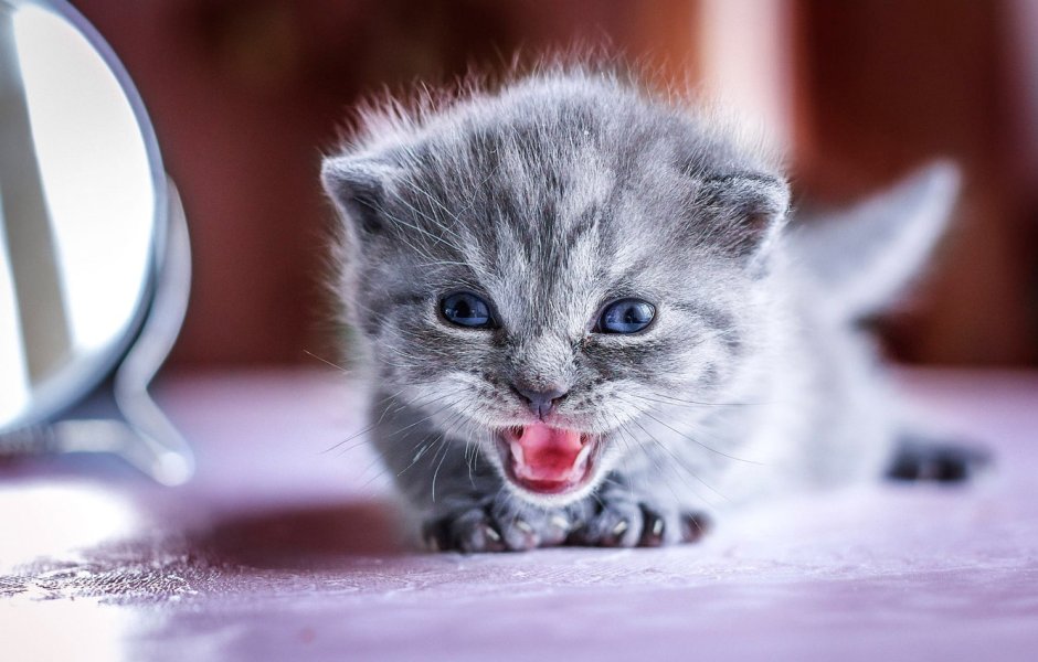 Смешные котята маленькие