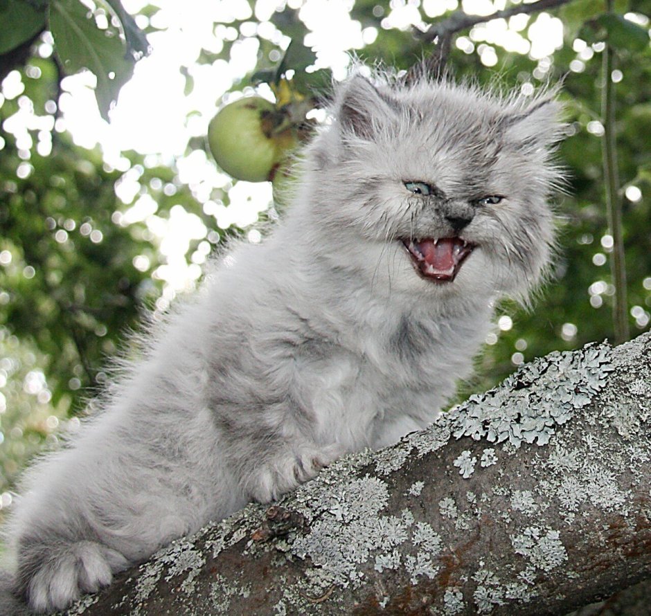 Злой маленький котенок