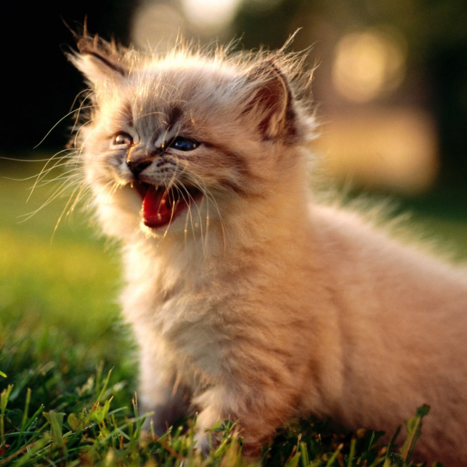 Кошки маленькие