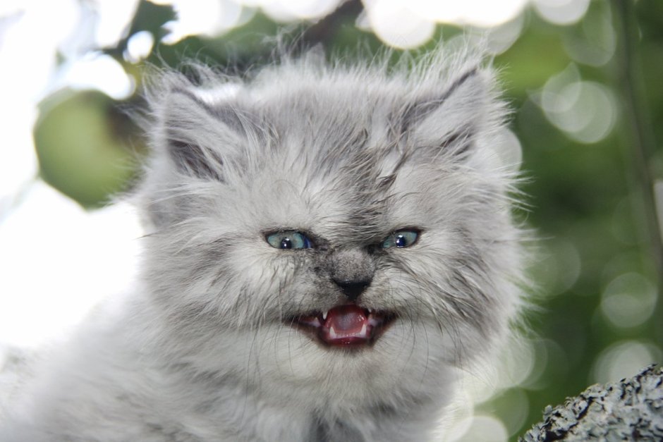 Злой маленький котенок