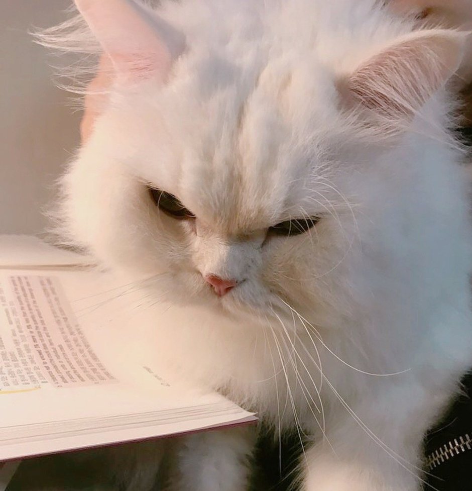 Белый котенок Эстетика