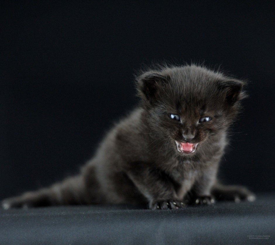 Черный котенок