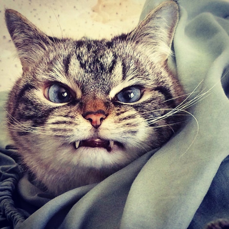 Дерзкий кот