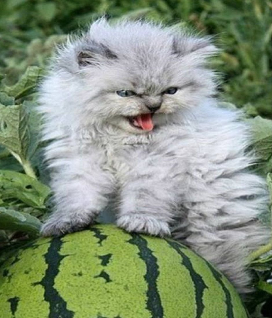 Злой котенок милый