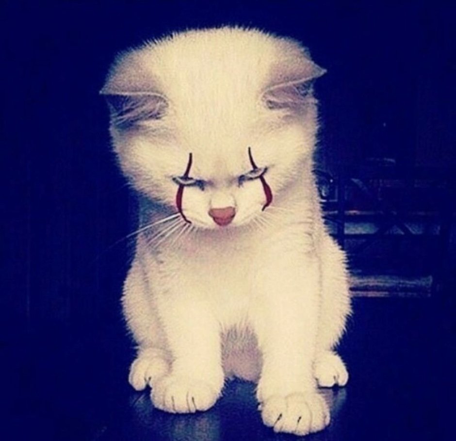 Злой обиженный кот