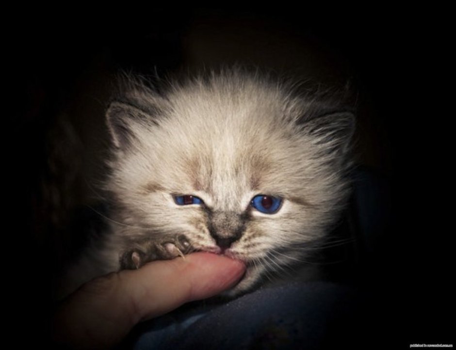 Злой маленький котенок