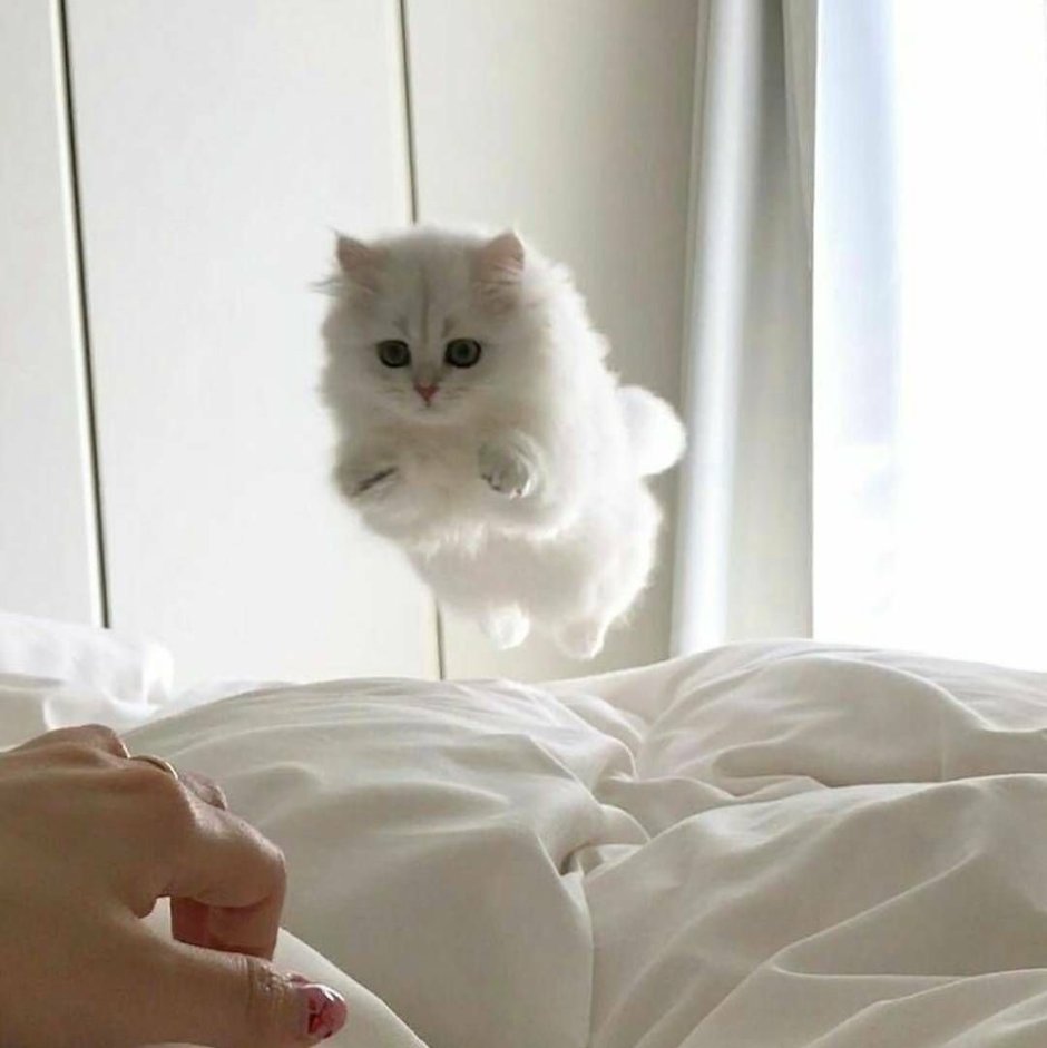 Злой котенок милый