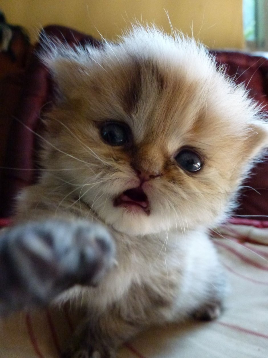 Милый котенок злится