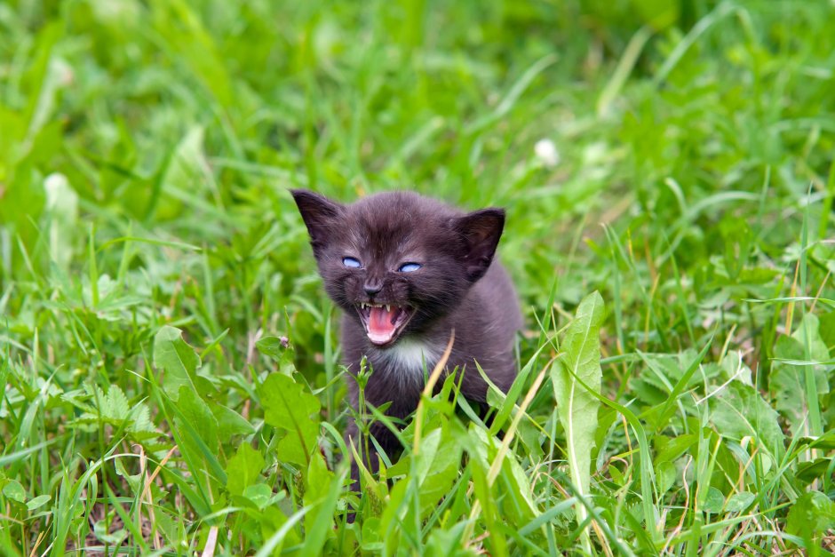 Котенок злится