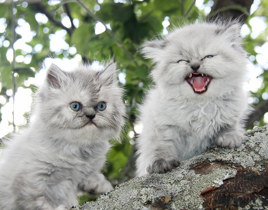 Злой пушистый котенок