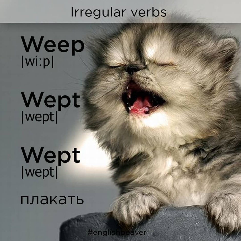 Маленький обиженный котенок