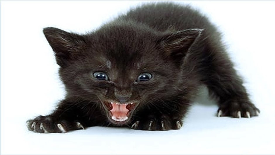 Злой маленький котенок