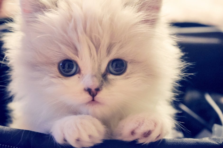 Милые котики