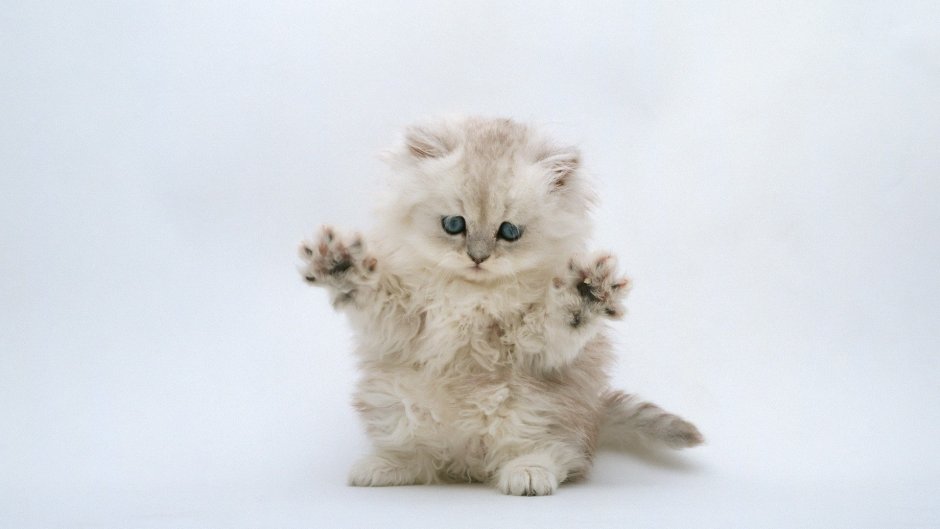 Котенок злится