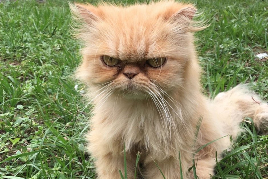 Злобный котенок