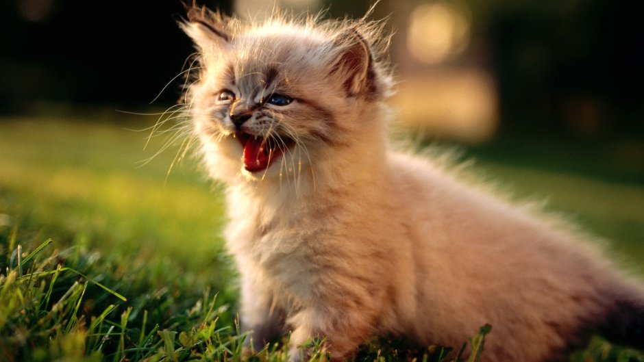 Котята фото