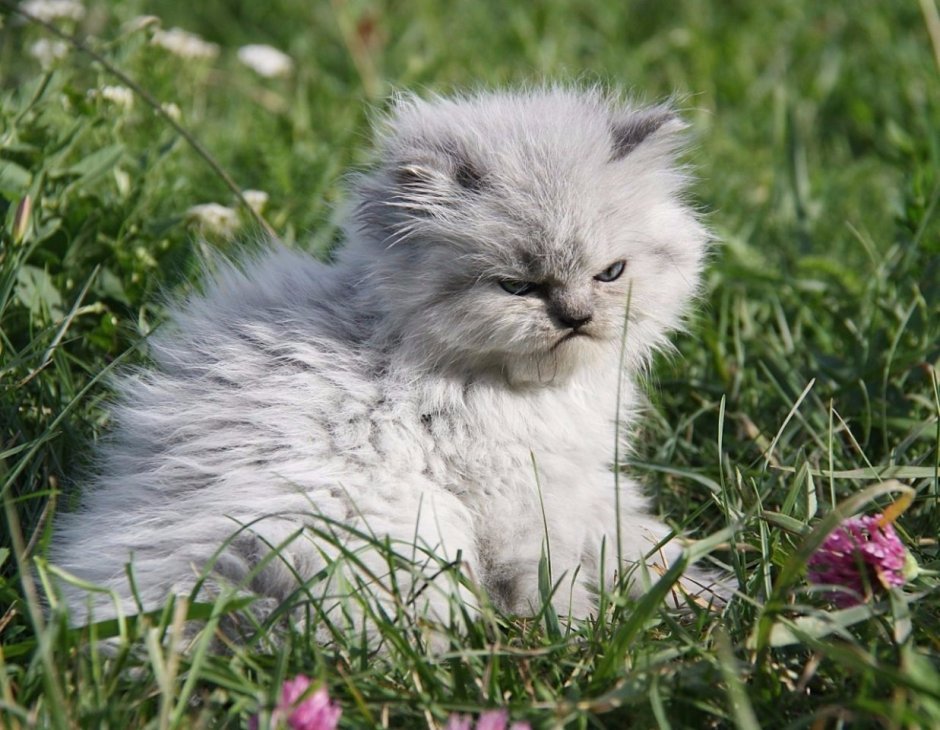 Злой маленький котенок