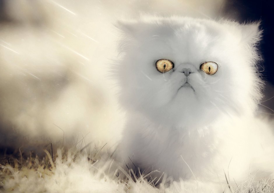 Пушистая морда