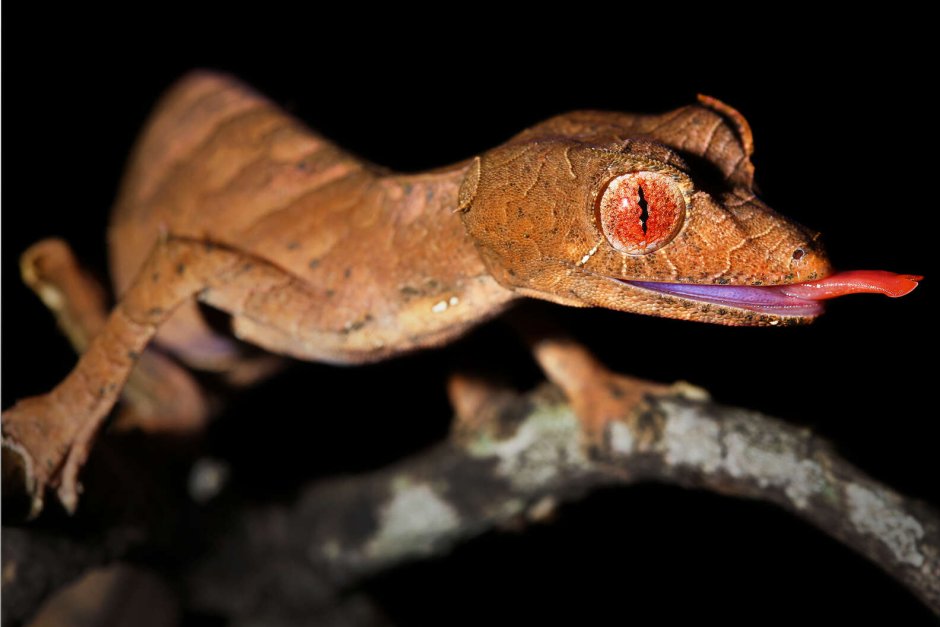 Uroplatus lineatus Скорпион