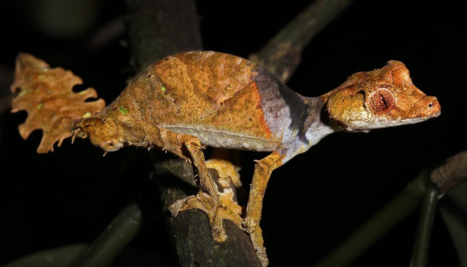 Листохвостый геккон Uroplatus phantasticus