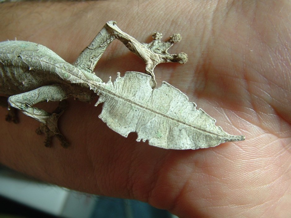 Плоскохвостый геккон Эбенауи - Uroplatus ebenaui