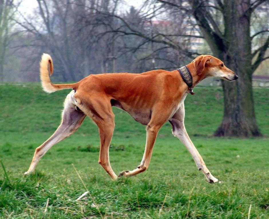 Бультерьер Хинкса